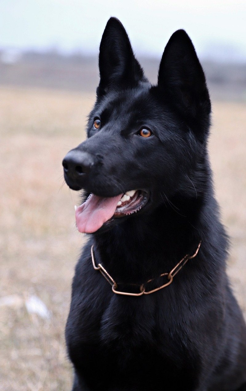 Абердинский терьер