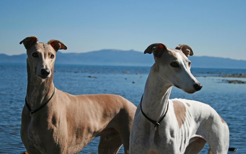 Greyhound порода собак