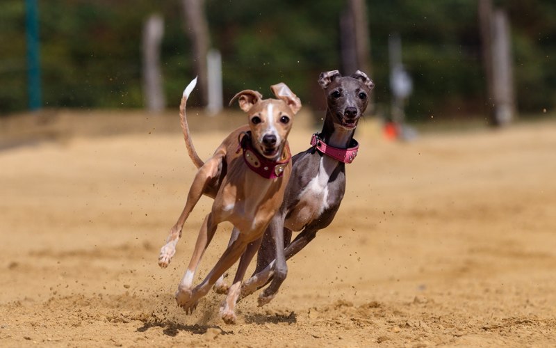 Greyhound порода собак