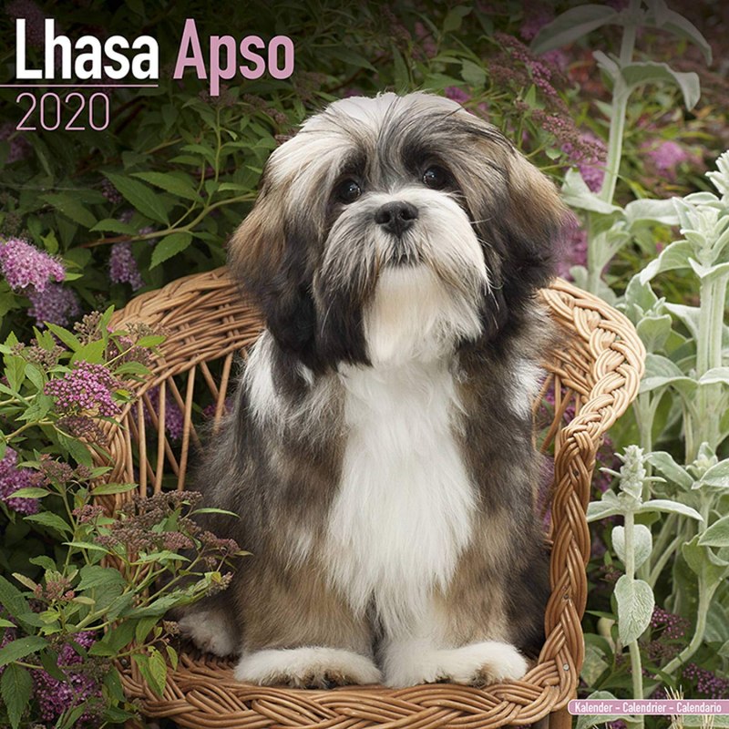Lhasa Apso food Diet