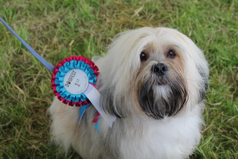 Lhasa Apso food Diet