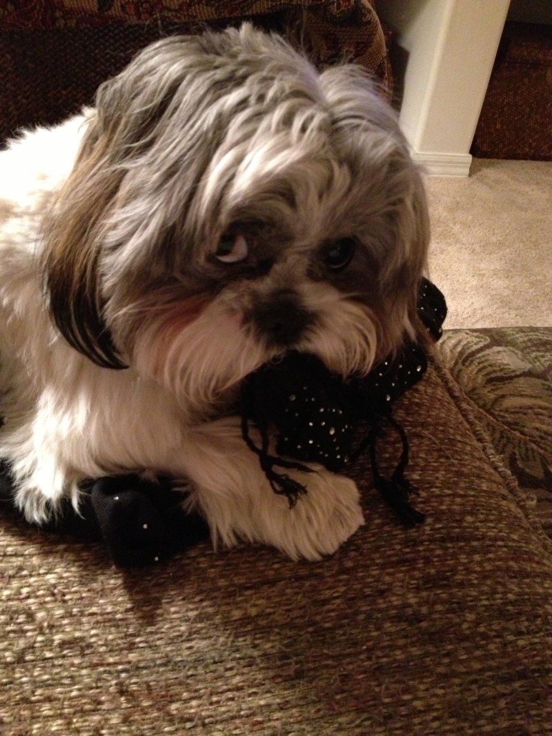 Shih Tzu Puppy