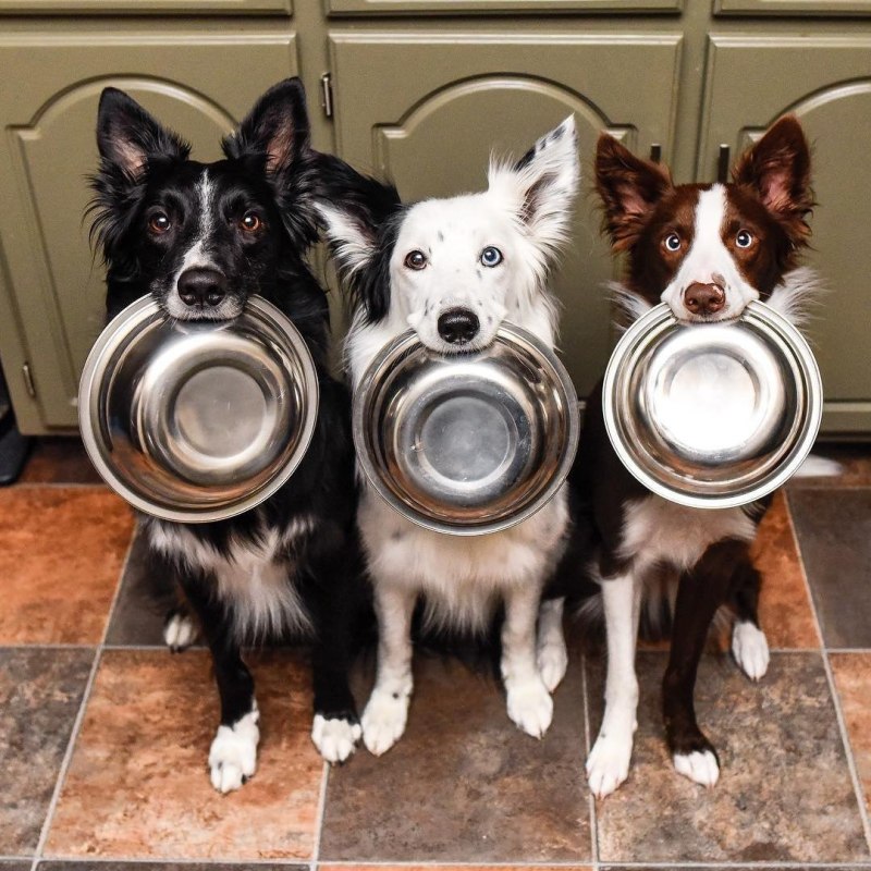 Pet Eater фото