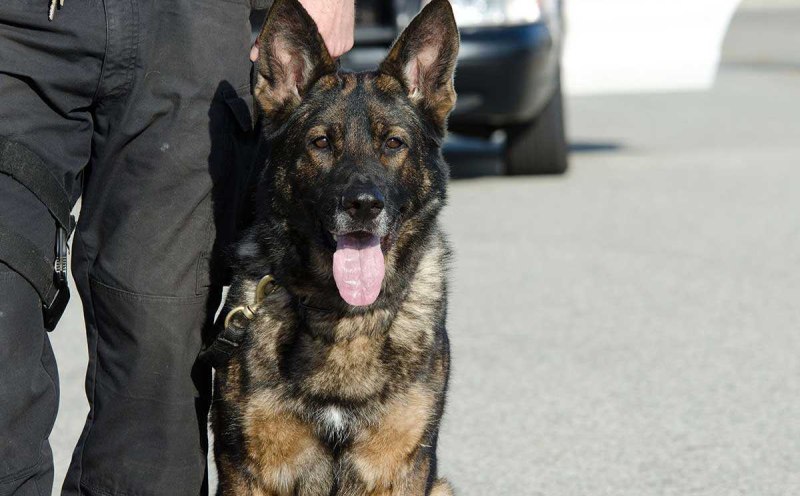 K9 полиция Germany