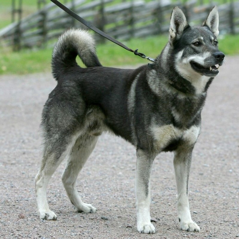Лайка элкхаунд