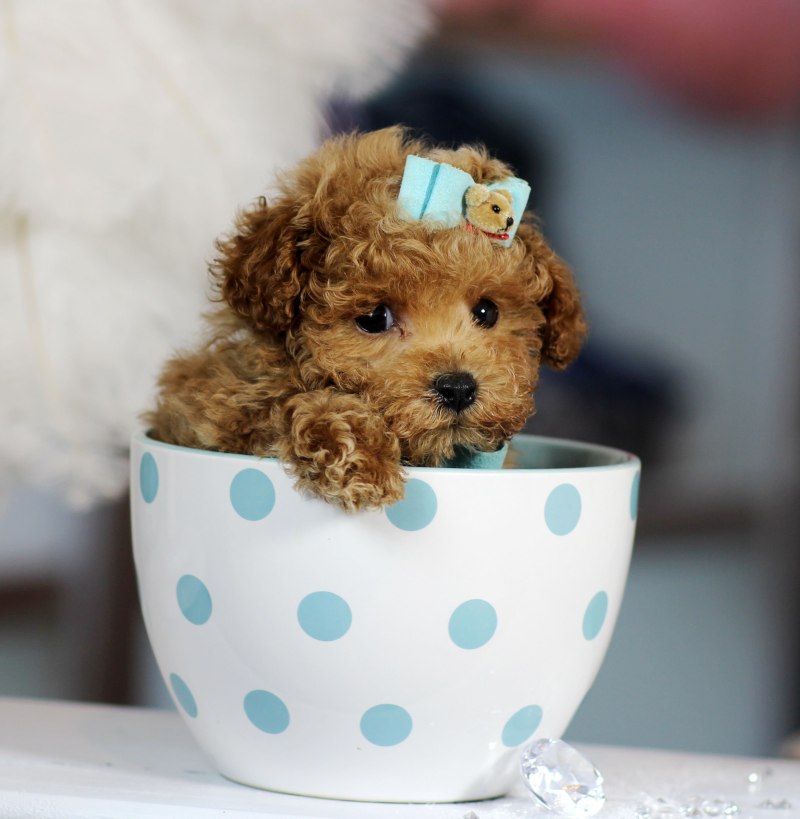 Teacup Poodle порода