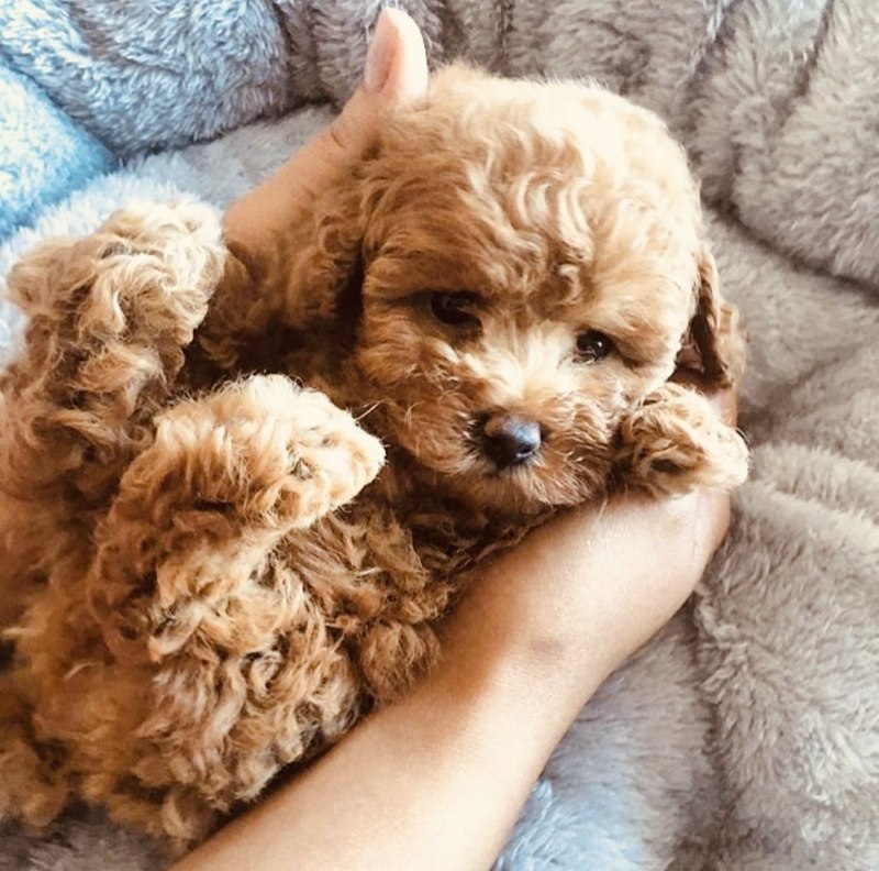 Teacup пудель во взрослом возрасте