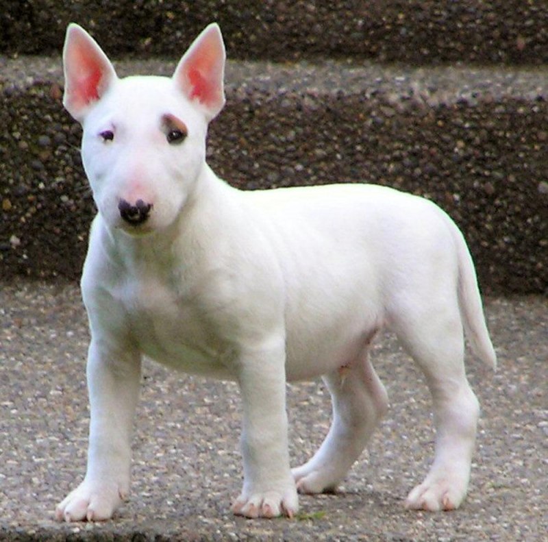 Королевский бультерьер