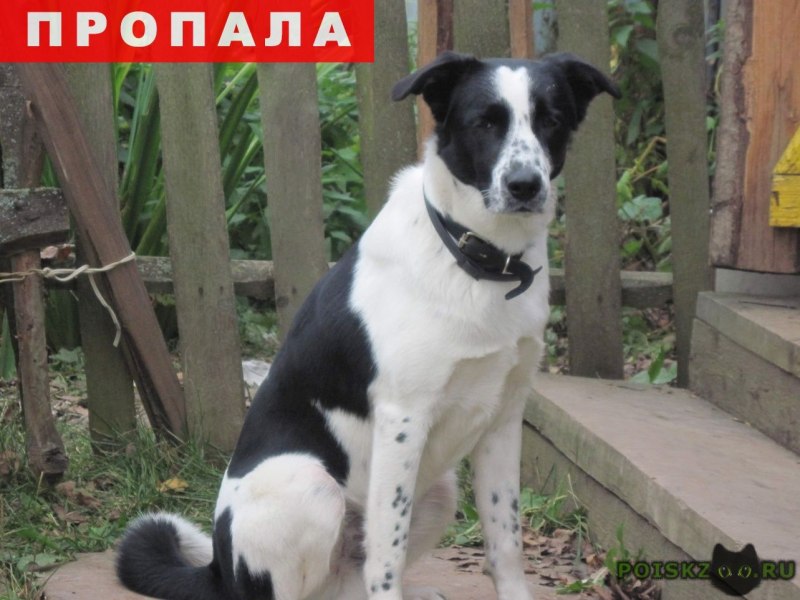 Собака дворняжка белая с черными пятнами