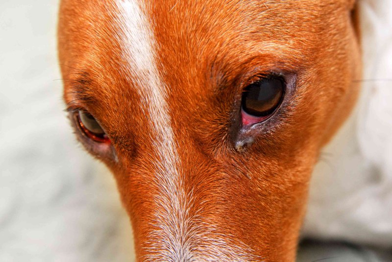 Emotional Dog