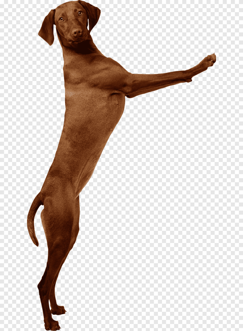 Собака без фона