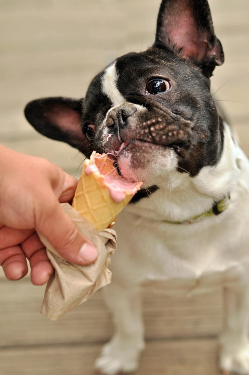 Dog taste