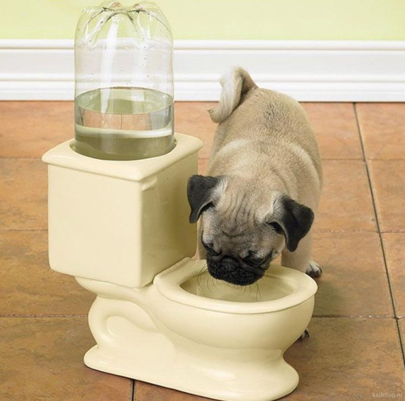 Xiaomi PETKIT Smart weighing Bowl