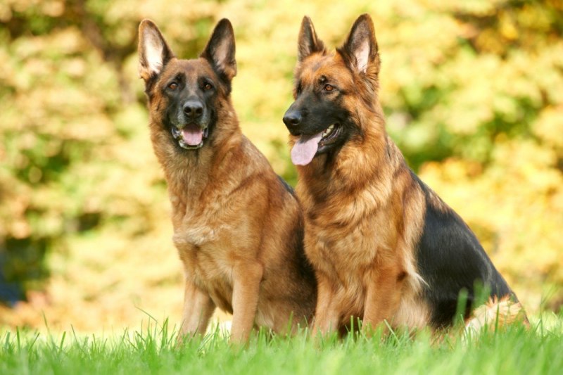 German Shepherd немецкая овчарка