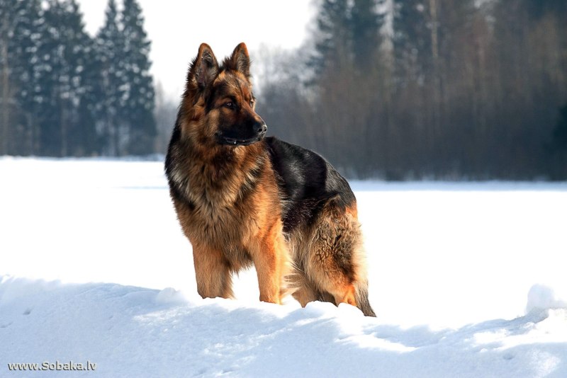 German Shepherd немецкая овчарка