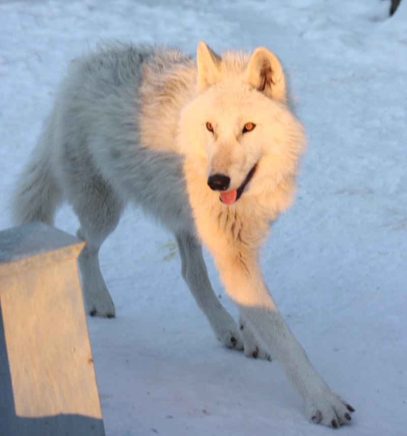 Волк Эдварда canis edwardii