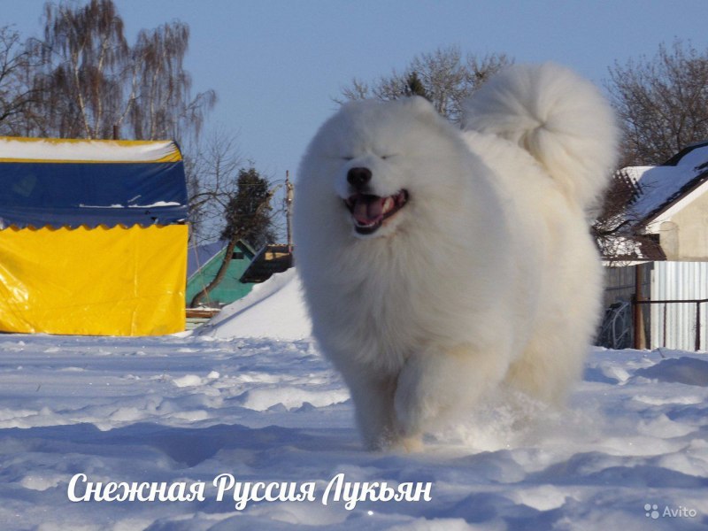 Медвежий самоед щенки