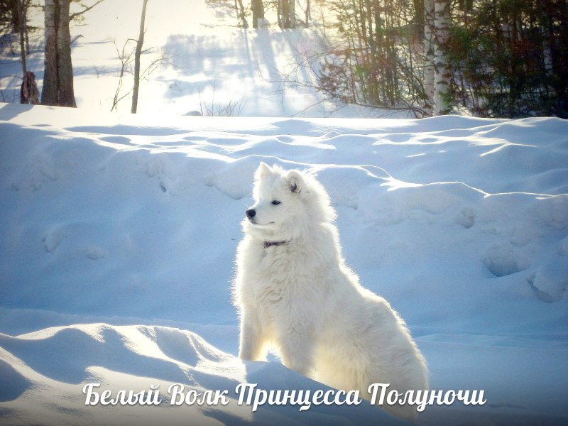 Самоед белый волк
