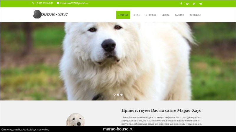 Маремма-абруццкая овчарка марео Хаус