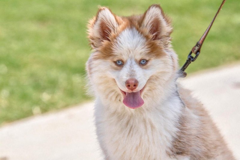Pomsky Husky Albert