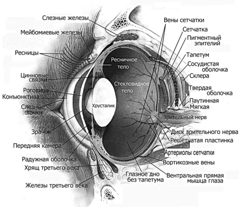 Схема строения глазного яблока собаки