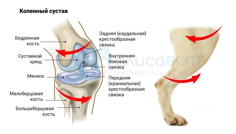 Лапы таксы