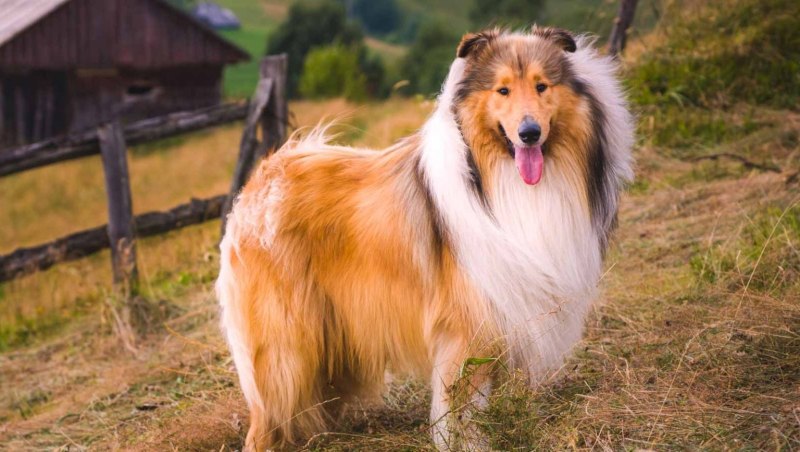 Шотландская колли Лесси