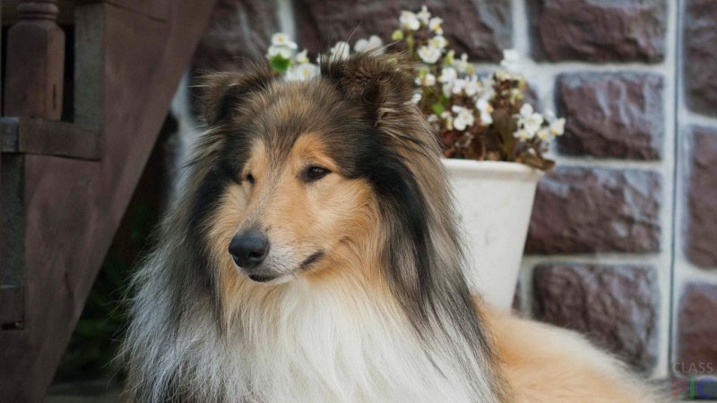 Уэльский колли