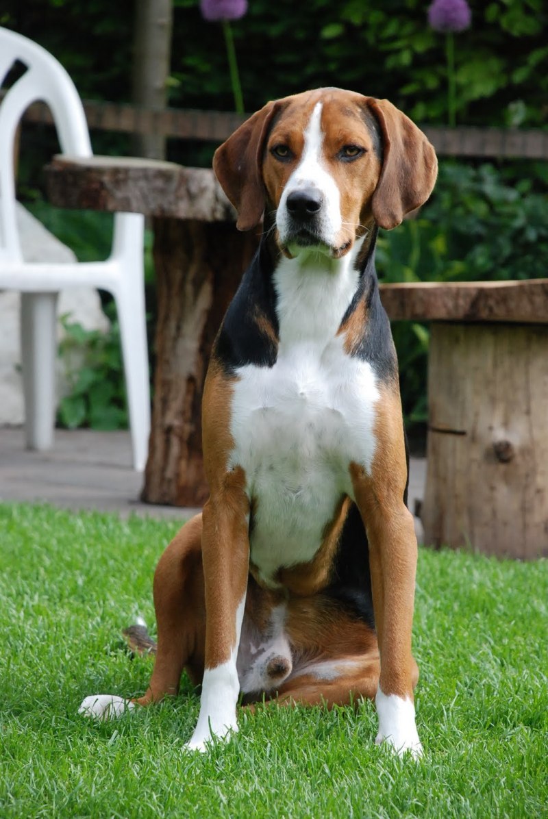 Fox Hound собака
