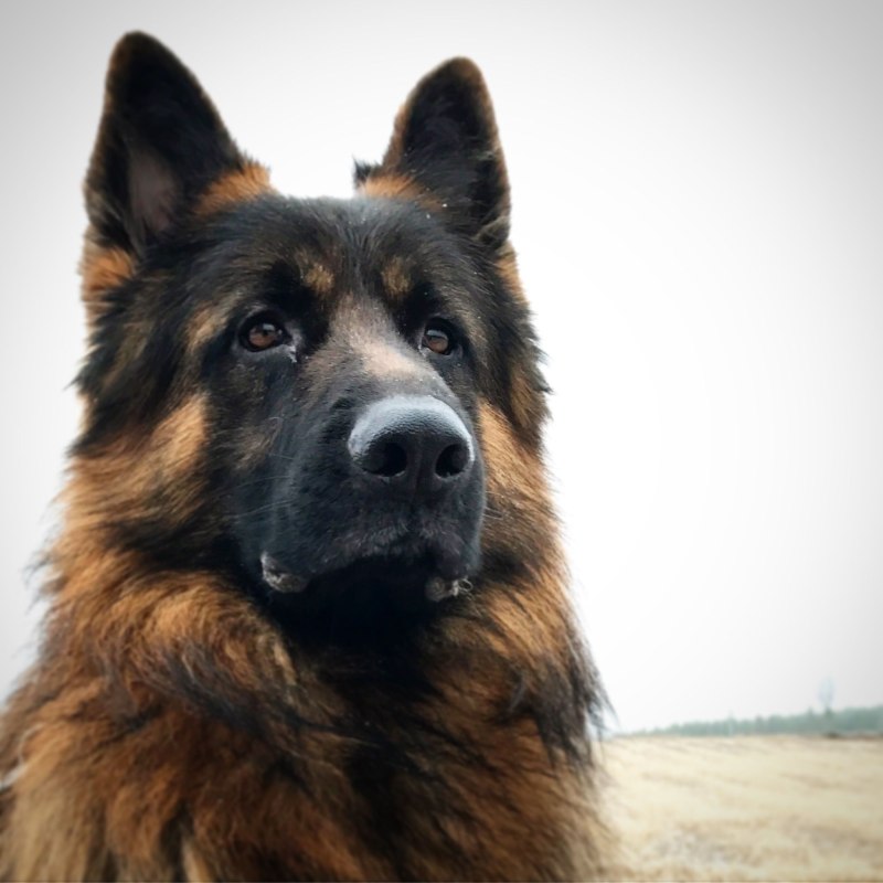 GSD порода