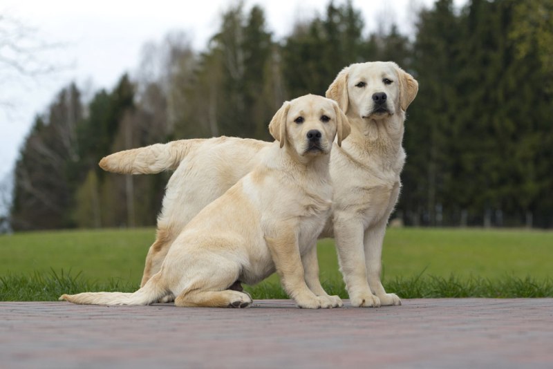 Лабрадор Retriever