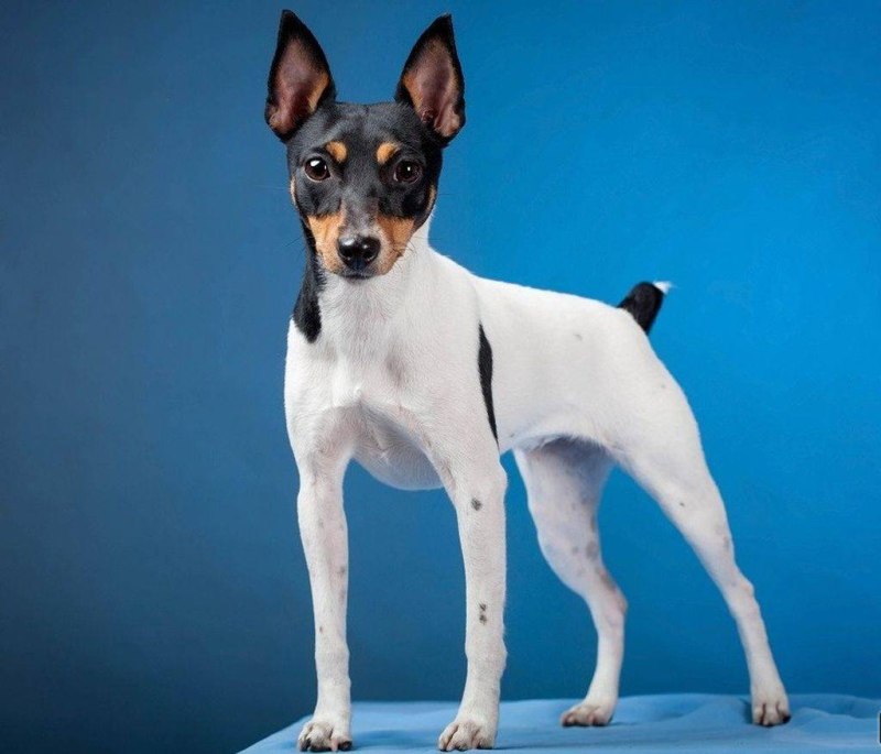 Той Фокстерьер (Fox Terrier Toy)