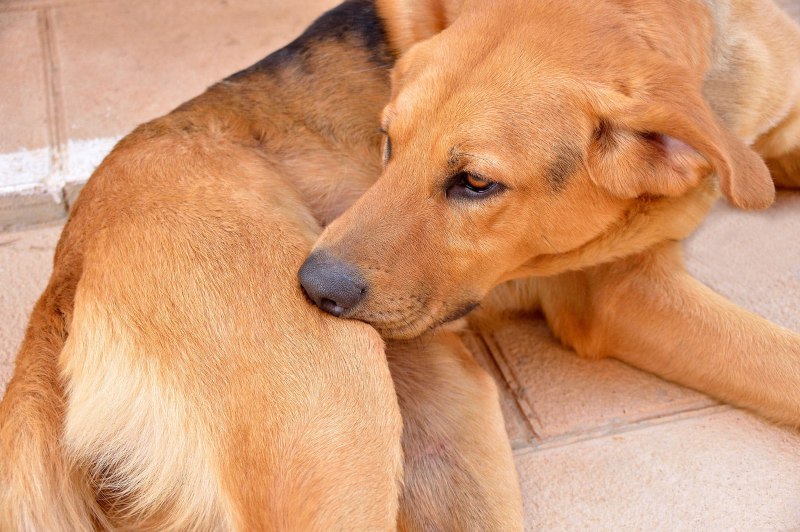 Demodex canis под микроскопом