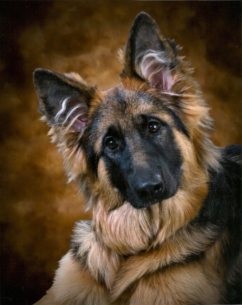 German Shepherd немецкая овчарка