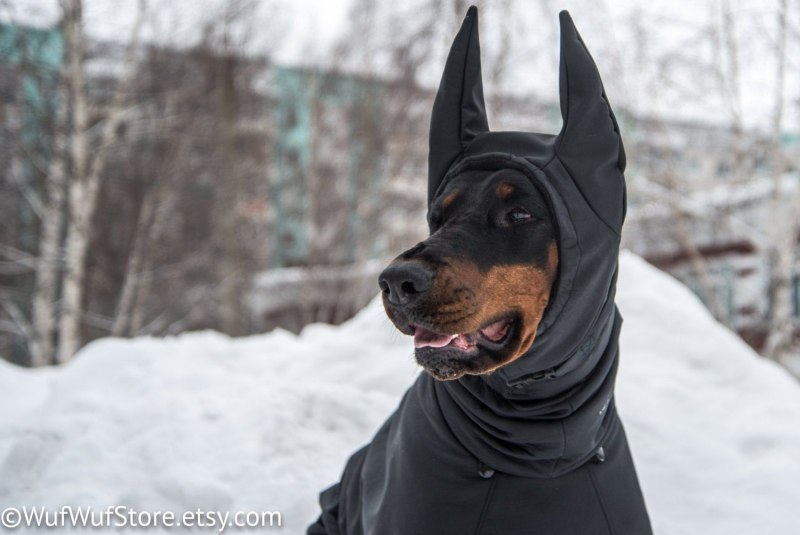 Шапка для добермана