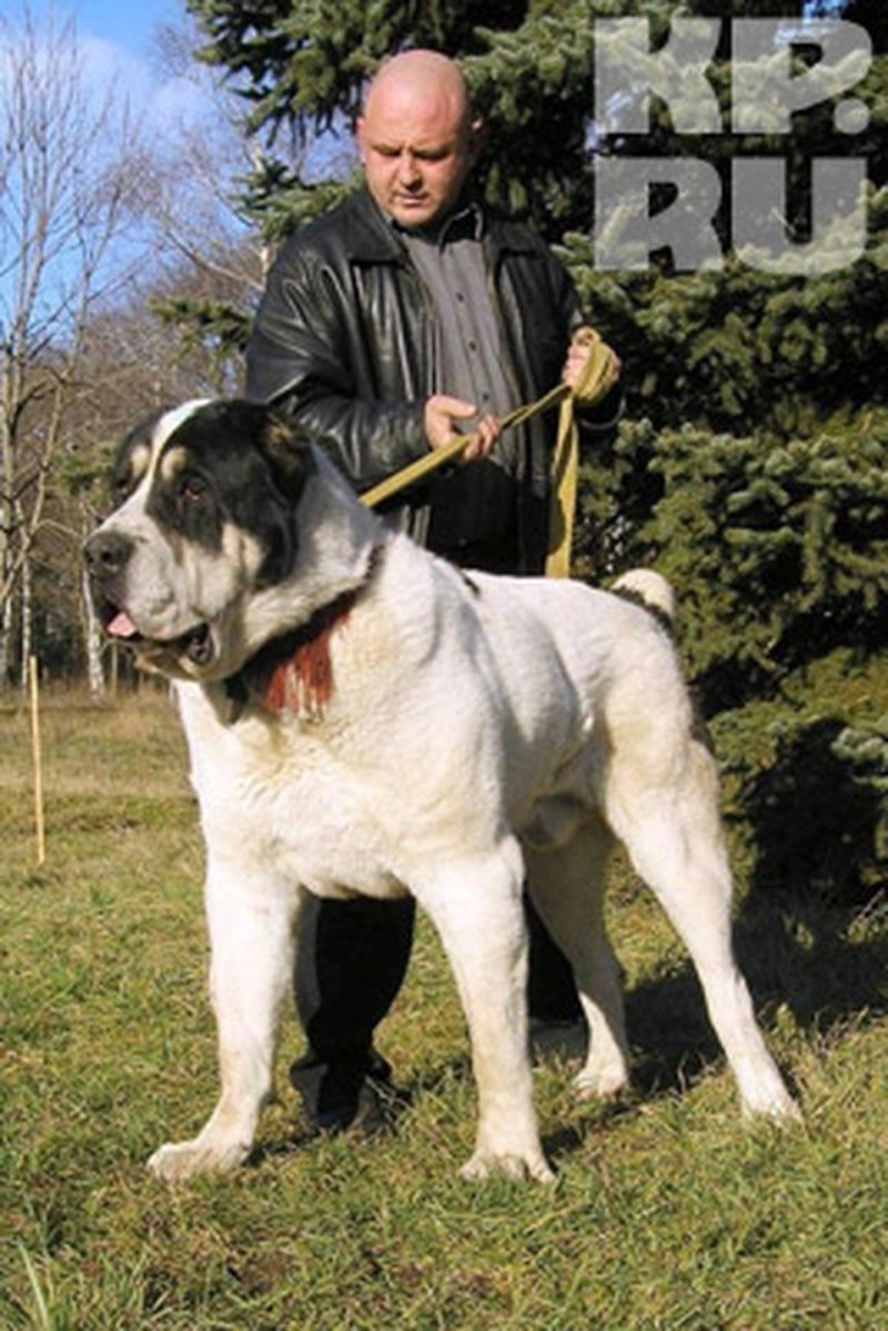 Алабай бульдозер