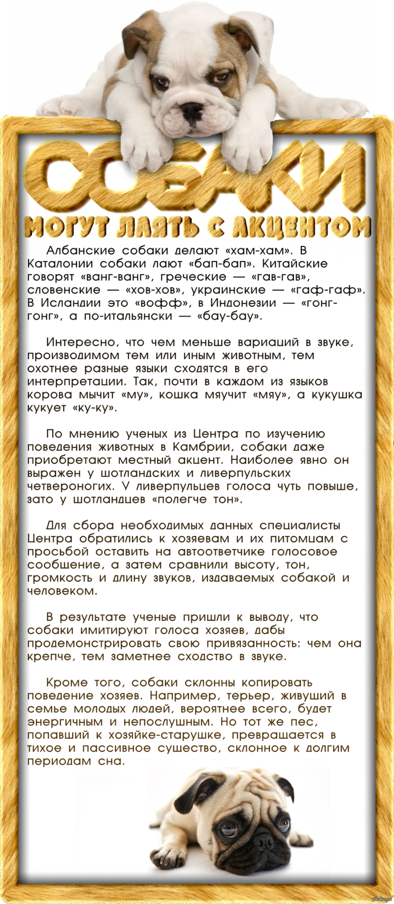 Собака лает
