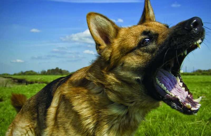 Bark Dog