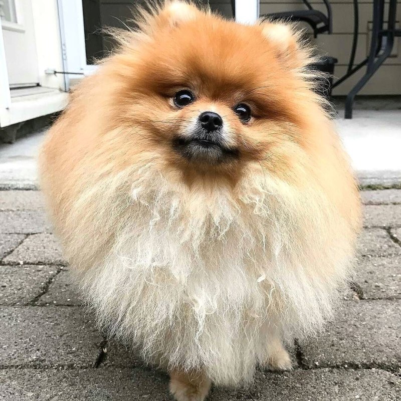Косоглазый шпиц