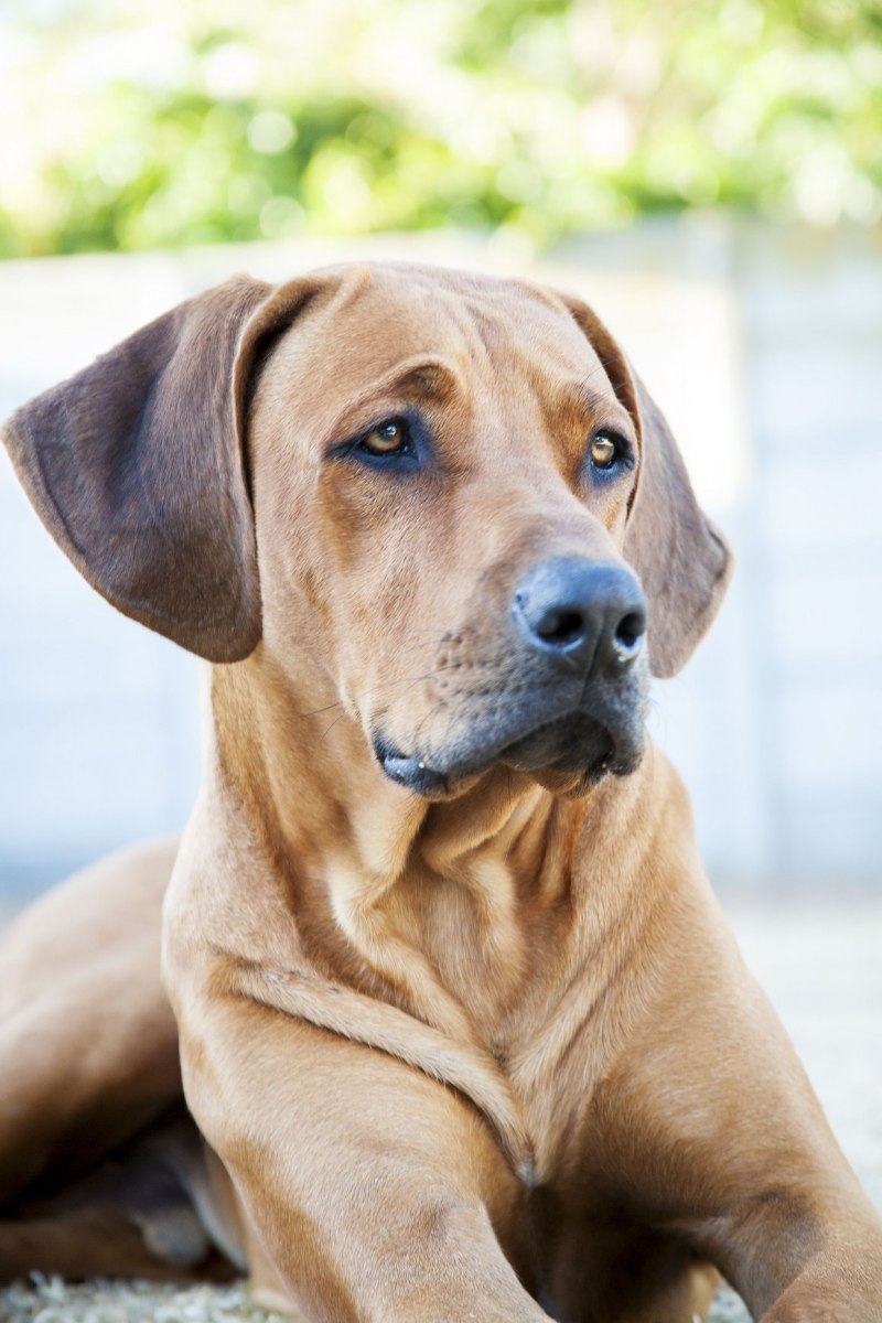 Rhodesian Ridgeback Puppy