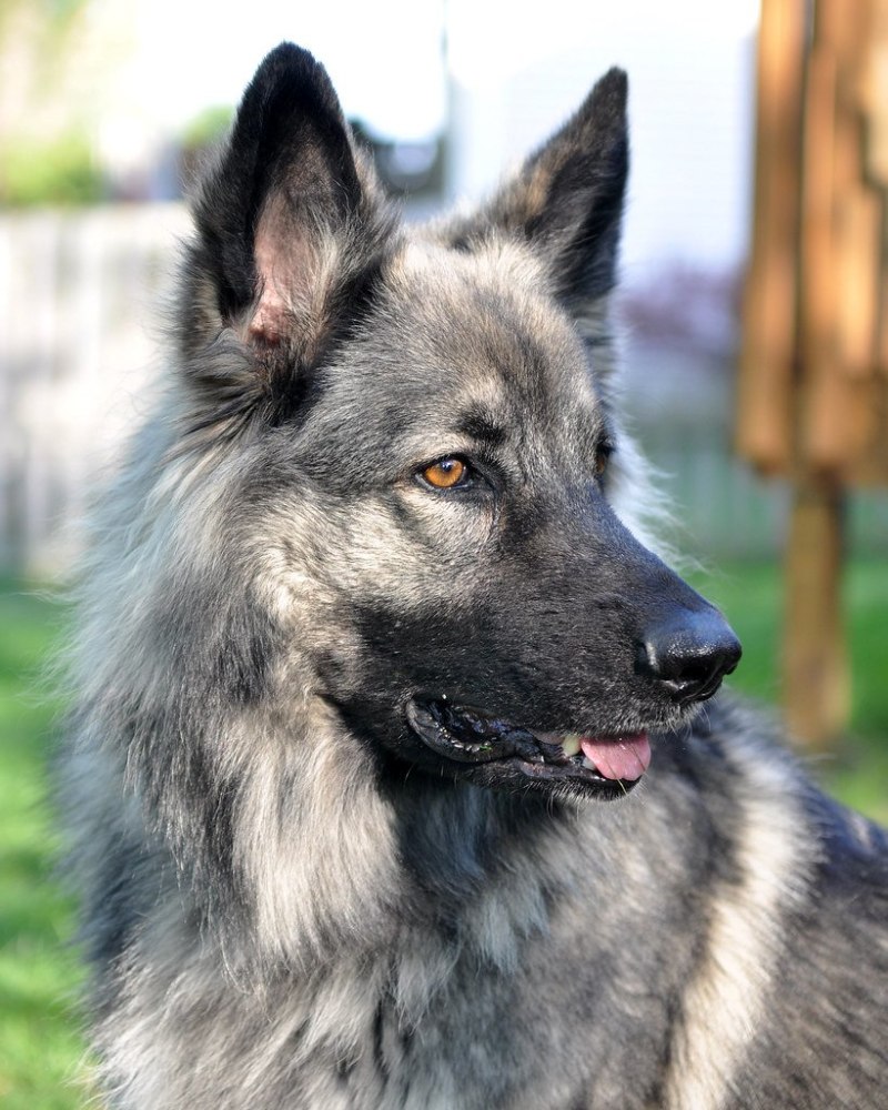 Шилонская овчарка Shiloh Shepherd