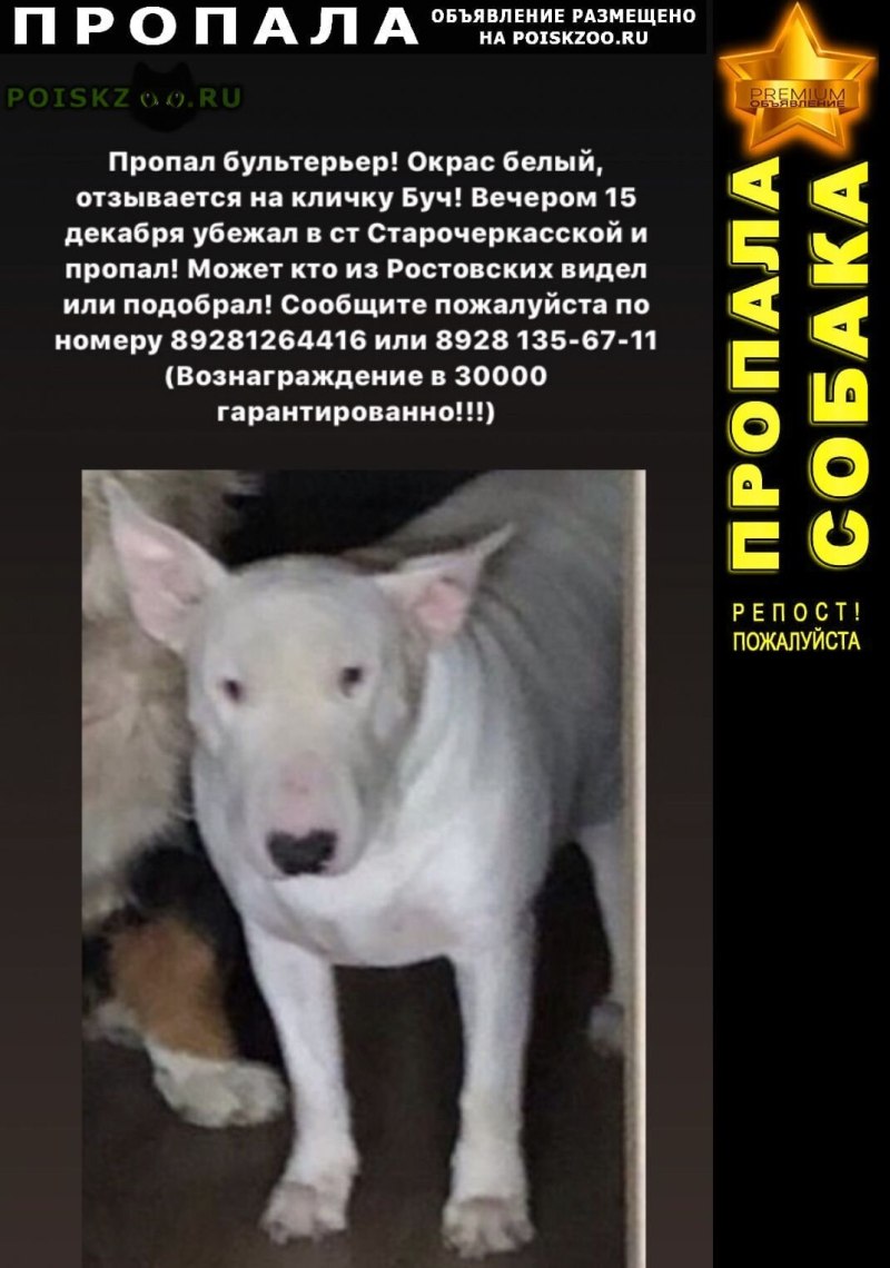 Пропал бультерьер