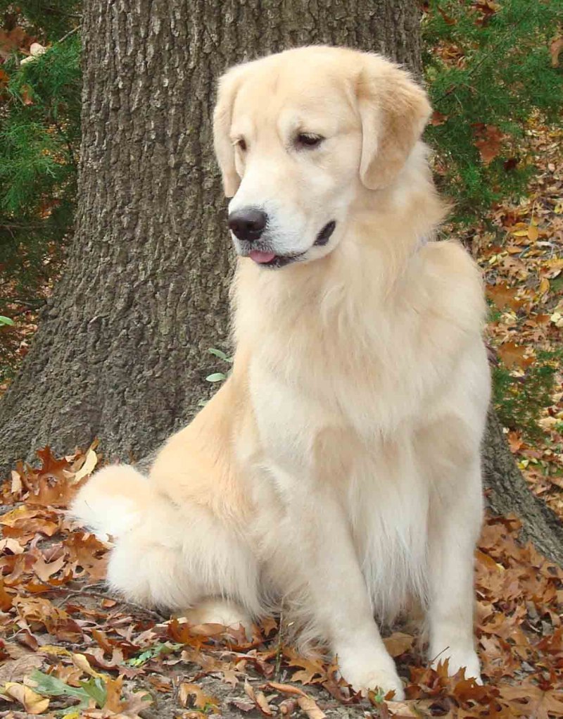 Лабрадор Retriever