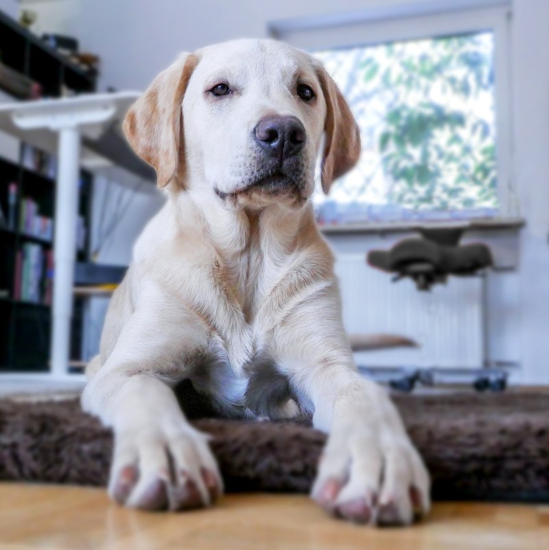 Лабрадор Golden Retriever
