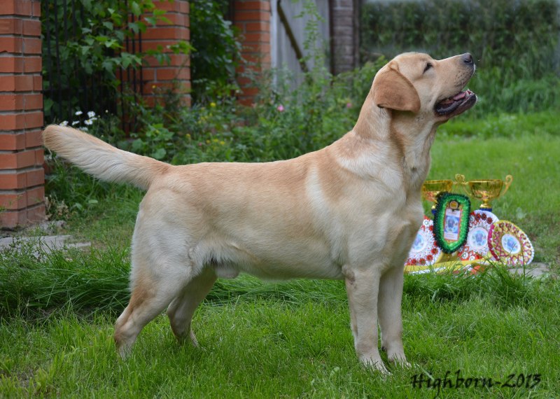 Russian Tracker Dog