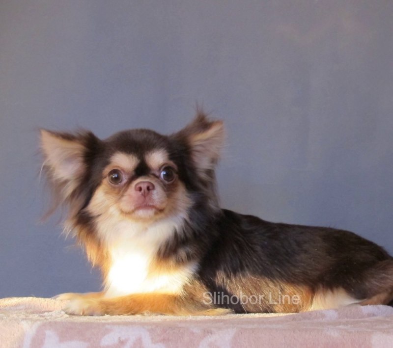 Black and Brown Chihuahua