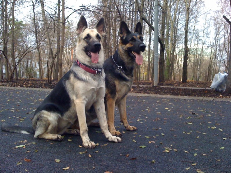 Восточноевропейская овчарка / vostochnoevropeiskaya Ovcharka (East European Shepherd Dog) к