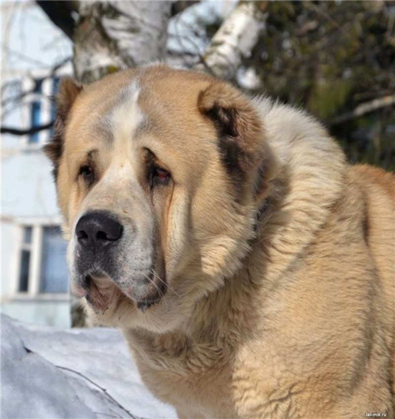 Алабай бульдозер
