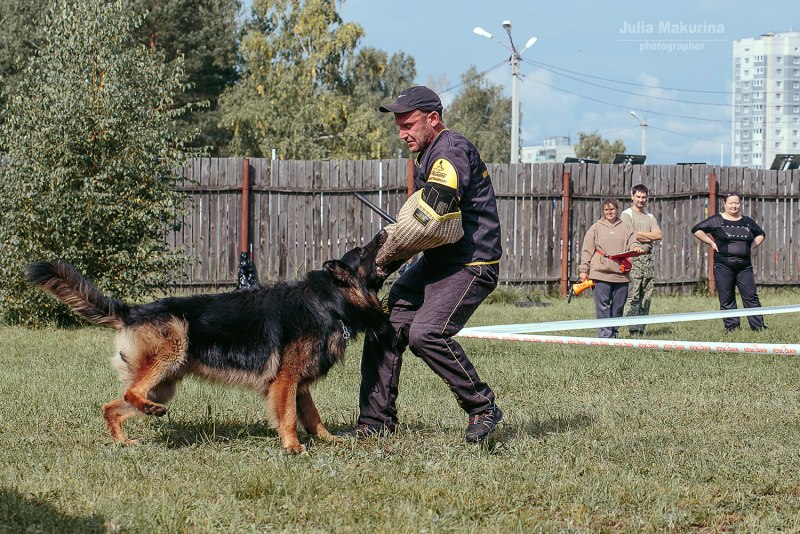 Овчарка 59 пород