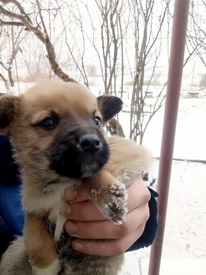 Первая немецкая овчарка